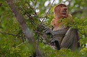 Proboscis monkey sitting in the canopy rainforest,jungle,proboscis,primate,primates,Old World Monkeys,nose,monkey,monkeys,mammals,mammal,male,Herbivorous,forest,Asia,tree,arboreal,face,Proboscis monkey,Nasalis larvatus,Mammalia,Mammals,Cer