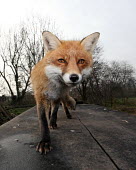 A red fox walking along a table in day light Ian Wade dog,dogs,carnivore,Europe,fox,mammal,mammals,red fox,urban,vulpes,wild dog,UK,face,close up,shallow focus,portrait,snout,looking at camera,woodland,habitat,ears,Red fox,Vulpes vulpes,Chordates,Chordata,Mammalia,Mammals,Carnivores,Carnivora,Dog, Coyote, Wolf, Fox,Canidae,Renard Roux,Zorro Rojo,ZORRO,Asia,Africa,Common,Riparian,Terrestrial,Animalia,Omnivorous,Vulpes,Urban,Temperate,Mountains,Agricultural,Sand-dune,IUCN Red List,Least Concern