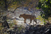 A tiger prowling across an forest clearing tiger,stripy,stripes,predator,patterned,pattern,mammals,forest,habitat,feline,endangered,cat,cats,carnivores,carnivore,camouflage,big cats,big cat,Asia,prowl,prowling,Panthera tigris,Tiger,Carnivores,