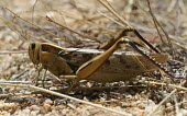 Close up of a locust, Acanthacris ruficornis species Acanthacris ruficornis,insect,insects,invertebrate,invertebrates,Animalia,Arthropoda,Insecta,Orthoptera,macro,close up,athropods,terrestrial,locust,Garden locust