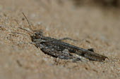 Close up of a grasshopper, Acrotylus longipes species Acrotylus longipes,insect,insects,invertebrate,invertebrates,Animalia,Arthropoda,Insecta,Orthoptera,macro,close up,athropods,terrestrial,grasshopper
