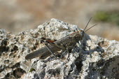 Close up of a locust, Anacridium aegypt species Anacridium aegypt,insect,insects,invertebrate,invertebrates,Animalia,Arthropoda,Insecta,Orthoptera,macro,close up,athropods,terrestrial,locust,Egyptian locust