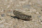 Close up of a grasshopper, Calliptamus italicus species Calliptamus italicus,insect,insects,invertebrate,invertebrates,Animalia,Arthropoda,Insecta,Orthoptera,macro,close up,athropods,terrestrial,grasshopper,Common pincer grasshopper