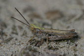 Close up of a grasshopper, Chorthippus mollis species Chorthippus mollis,insect,insects,invertebrate,invertebrates,Animalia,Arthropoda,Insecta,Orthoptera,macro,close up,athropods,terrestrial,grasshopper