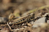 Close up of a grasshopper, Chorthippus biguttulus species Chorthippus biguttulus,insect,insects,invertebrate,invertebrates,Animalia,Arthropoda,Insecta,Orthoptera,macro,close up,athropods,terrestrial,grasshopper,Bow-winged grasshopper