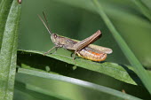 Close up of a grasshopper, Chorthippus dorsatus species Chorthippus dorsatus,insect,insects,invertebrate,invertebrates,Animalia,Arthropoda,Insecta,Orthoptera,macro,close up,athropods,terrestrial,grasshopper