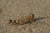 Close up of a grasshopper, Heteracris littoralis species Heteracris littoralis,insect,insects,invertebrate,invertebrates,Animalia,Arthropoda,Insecta,Orthoptera,macro,close up,athropods,terrestrial,grasshopper