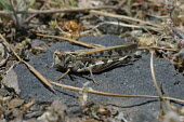 Close up of a locust, Dociostaurus maroccanus species Dociostaurus maroccanus,insect,insects,invertebrate,invertebrates,Animalia,Arthropoda,Insecta,Orthoptera,macro,close up,athropods,terrestrial,locust,Moroccan locust