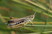 Close up of a grasshopper, Omocestus viridulus species Omocestus viridulus,insect,insects,invertebrate,invertebrates,Animalia,Arthropoda,Insecta,Orthoptera,macro,close up,athropods,terrestrial,grasshopper,Common green grasshopper,Acrididae,Grasshoppers an