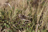 Close up of a grasshopper, Decticus albifrons species Decticus albifrons,insect,insects,invertebrate,invertebrates,Animalia,Arthropoda,Insecta,Orthoptera,macro,close up,athropods,terrestrial,grasshopper