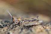 Close up of a grasshopper, Omocestus simonyi species Omocestus simonyi,insect,insects,invertebrate,invertebrates,Animalia,Arthropoda,Insecta,Orthoptera,macro,close up,athropods,terrestrial,grasshopper,Purpurarian grasshopper