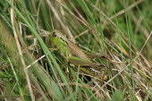 Close up of a grasshopper, Pseudochorthippus montanus species Dr. Axel Hochkirch Pseudochorthippus montanus,insect,insects,invertebrate,invertebrates,Animalia,Arthropoda,Insecta,Orthoptera,macro,close up,athropods,terrestrial,grasshopper
