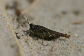 Close up of a grasshopper, Tetrix ceperoi species Tetrix ceperoi,insect,insects,invertebrate,invertebrates,Animalia,Arthropoda,Insecta,Orthoptera,macro,close up,athropods,terrestrial,grasshopper
