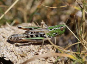 Close up of a grasshopper, Stenobothrus nigromaculatus species Stenobothrus nigromaculatus,insect,insects,invertebrate,invertebrates,Animalia,Arthropoda,Insecta,Orthoptera,macro,close up,athropods,terrestrial,grasshopper