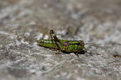 Close up of a grasshopper, Miramella alpina species Miramella alpina,insect,insects,invertebrate,invertebrates,Animalia,Arthropoda,Insecta,Orthoptera,macro,close up,athropods,terrestrial,grasshopper,Green mountain grasshopper