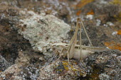 Close up of a grasshopper, Tessellana tessellata species Tessellana tessellata,insect,insects,invertebrate,invertebrates,Animalia,Arthropoda,Insecta,Orthoptera,macro,close up,athropods,terrestrial,grasshopper