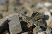 Close up of a grasshopper, Sphingonotus caerulans species Sphingonotus caerulans,insect,insects,invertebrate,invertebrates,Animalia,Arthropoda,Insecta,Orthoptera,macro,close up,athropods,terrestrial,grasshopper