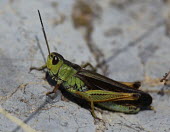 Close up of a grasshopper, Stauroderus scalaris species Stauroderus scalaris,insect,insects,invertebrate,invertebrates,Animalia,Arthropoda,Insecta,Orthoptera,macro,close up,athropods,terrestrial,grasshopper