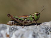 Close up of a grasshopper, Stenobothrus stigmaticus species Stenobothrus stigmaticus,insect,insects,invertebrate,invertebrates,Animalia,Arthropoda,Insecta,Orthoptera,macro,close up,athropods,terrestrial,grasshopper