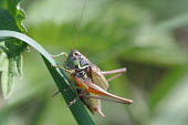 Close up of a grasshopper, Roeseliana roeselii species Roeseliana roeselii,insect,insects,invertebrate,invertebrates,Animalia,Arthropoda,Insecta,Orthoptera,macro,close up,athropods,terrestrial,grasshopper