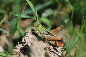Close up of a grasshopper, Stenobothrus lineatus species Stenobothrus lineatus,insect,insects,invertebrate,invertebrates,Animalia,Arthropoda,Insecta,Orthoptera,macro,close up,athropods,terrestrial,grasshopper