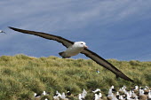 Black-browed albatross nesting colony bird,birds,birdlife,nesting,nests,nest,chicks,chick,young,baby,parent,parents,parenthood,beach,coast,coastline,flying,fly,in flight,colony,tourist,human,people,person,birdwatcher,birdwatching,albatros