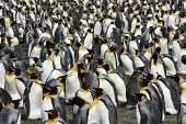 King penguin colony bird,birds,birdlife,penguin,penguins,colony,King penguin,Aptenodytes patagonicus,Sphenisciformes,Penguins,Spheniscidae,Ciconiiformes,Herons Ibises Storks and Vultures,Aves,Birds,Chordates,Chordata,Man
