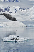 Group of crabeater seals on pack ice in Antarctica iceberg,ice,snow,cold,snowy,cold weather,winter,Christmas,freezing,frozen,landscape,habitat,climate change,global warming,seals,pinnepeds,oceans,ocean,Crabeater Seal,Lonbodon carcinophagus,Crabeater s