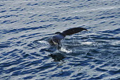 Humpback whale tail whales,whale watching,cetaceans,fluke,tail fluke,tail,ocean,sea,water,Humpback whale,Megaptera novaeangliae,Rorquals,Balaenopteridae,Cetacea,Whales, Dolphins, and Porpoises,Chordates,Chordata,Mammalia