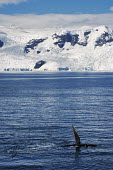Humpback whale tail whales,whale watching,landscape,ice,snow,snowy,cold,cold weather,mountain,habitat,Christmas,Humpback whale,Megaptera novaeangliae,Rorquals,Balaenopteridae,Cetacea,Whales, Dolphins, and Porpoises,Chord