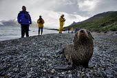 Antarctic fur seals with tourists seal,seals,pinnepeds,pinneped,baby,pup,young,cute,tourism,tourist,humans,human,tourists,ecotourism,wildlife tourism,Antarctic fur seal,Arctocephalus gazelle,Arctocephalus gazella,Chordates,Chordata,Ot