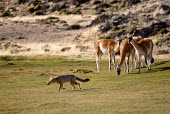 Guanacos observing an Andean fox, which may predate on juveniles Adult,Predators,Habitat,Species in habitat shot,Grassland,Inter-specific Relationships,Lama guanicoe,Guanaco,Chordates,Chordata,Camelidae,Camels,Even-toed Ungulates,Artiodactyla,Mammalia,Mammals,Cetar