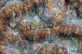 Eyebar goby are usually found in the sand, but occasionally perch on coral Eyebar goby,Bridled goby,Cauer eye-bar goby,Eye-bar sand-goby,Shoulderspot goby,Shoulder-spot sand goby,Animalia,Chordata,Actinopterygii,Perciformes,Gobiidae,Gnatholepis cauerensis,fish,vertebrates,wa