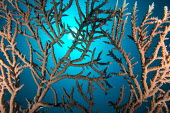 Branching staghorn coral coral,corals,coral reef,reef,invertebrate,invertebrates,marine invertebrate,marine invertebrates,branching,branching coral,staghorn coral,blue,marine,marine life,sea,sea life,ocean,oceans,water,underw