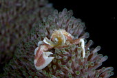 Spotted porcelain crab, filter feeding Klaus M. Stiefel, non-commercial creative commons Spotted porcelain crab,crab,crabs,crustacean,crustaceans,exoskeleton,claw,claws,reef,reef life,Animalia,Arthropoda,Crustacea,Malacostraca,Decapoda,Anomura,Porcellanidae,Neopetrolisthes,Neopetrolisthes maculatus,marine,marine life,sea,sea life,ocean,oceans,water,underwater,aquatic,sea creature,anemone,anemone crab,filter,filte feeder,feeding,spots,spotted,pattern,patterned,pretty,tropical,Cnidaria,Anthozoa,Hexacorallia,Actiniaria,sea anemone,cnidarian,close up