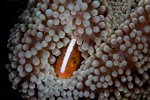 An anemonefish buried in its protective host anemone anemonefish,anemone fish,skunk anemone fish,fish,vertebrates,water,underwater,aquatic,marine,marine life,sea,sea life,ocean,oceans,sea creature,Chordata,Actinopterygii,Perciformes,Pomacentridae,Amphip