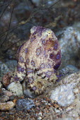 Greater blue-ringed octopus resting on dead coral cephalopod,tentacles,mollusc,molluscs,reef life,invertebrate,invertebrates,marine invertebrate,marine invertebrates,marine,marine life,sea,sea life,ocean,oceans,water,underwater,aquatic,sea creature,o