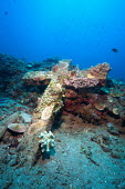A graveyard sank in Camiguin, Philippines, during the 1971 earthquake, now overgrown with corals coral,corals,coral reef,reef life,reef,invertebrate,invertebrates,marine invertebrate,marine invertebrates,marine,marine life,sea,sea life,ocean,oceans,water,underwater,aquatic,substrate,habitat,growt