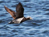 Long-tailed duck flying over water waterfowl,duck,ducks,ponds,lakes,pond,lake,reeds,reed bed,wetland,bird,birds,wings,flight,in-flight,flying,water,ponds and lakes,black and white,action,motion,Long-tailed duck,Clangula hyemalis,Long-t