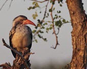 A red-billed hornbill at dusk Red-billed hornbill,Animalia,Chordata,Aves,Bucerotiformes,Bucerotidae,Tockus erythrorhynchus,hornbill,bird,birds,bill,perched,perch,perching,Africa