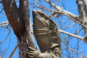 White-throated monitor climbing a tree lizard,lizards,reptile,reptiles,scales,scaly,reptilia,lizards and snakes,terrestrial,cold blooded,monitor,monitor lizard,climbing,climb,shallow focus,close up,claws,White-throated monitor,Varanus albi