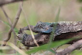 Starred agama on a piece of dead wood lizard,lizards,reptile,reptiles,scales,scaly,reptilia,lizards and snakes,terrestrial,cold blooded,agama,blue,spiny,spikey,close up,Starred agama,Laudakia stellio,Chordates,Chordata,Squamata,Lizards an