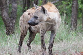 Spotted hyaena looking to its side hyaena,hyena,spotted hyena,predator,scavenger,carnivore,spotted,spots,pattern,patterned,mane,savanna,savannah,Africa,grassland,profile,Spotted hyaena,Crocuta crocuta,Chordates,Chordata,Hyaenidae,Hyena