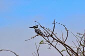 Pied kingfisher perched in tree kingfisher,kingfishers,bird,birds,perch,perched,sky,blue,bill,black and white,monochrome,Africa,Pied kingfisher,Ceryle rudis,Coraciiformes,Rollers Kingfishers and Allies,Alcedinidae,Kingfishers,Chorda