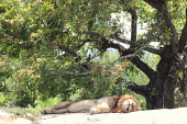 A male lion snoozing in the shade cat,cats,feline,felidae,predator,carnivore,big cat,big cats,lions,apex,vertebrate,mammal,mammals,terrestrial,Africa,African,savanna,savannah,safari,sunbathing,snooze,sunbathe,sleep,sleeping,asleep,res