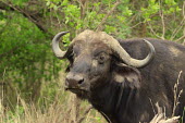 African buffalo interrupted from its grazing buffalo,buffalos,cattle,herbivores,herbivore,vertebrate,mammal,mammals,terrestrial,ungulate,bovine,horns,face,African buffalo,Syncerus caffer,Buffalo,Even-toed Ungulates,Artiodactyla,Chordates,Chordat
