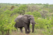 African elephant passing through forest mastodon,mastodons,mammoth,mammoths,elephant,elephants,trunk,trunks,herbivores,herbivore,vertebrate,mammal,mammals,terrestrial,Africa,African,savanna,savannah,safari,green background,forest,ear,ears,t