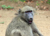 Chacma baboon with a startled expression on its face baboon,monkey,monkeys,primate,primates,mammal,mammals,vertebrate,vertebrates,terrestrial,fur,furry,savanna,savannah,face,shocked,shock,surprised,expression,Chacma baboon,Papio ursinus,Old World Monkey