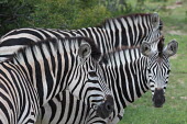 A herd of zebra striped,stripes,herbivores,herbivore,vertebrate,mammal,mammals,terrestrial,Africa,African,savanna,savannah,safari,zebra,wild horse,horse,horses,equid,equine,zebras,herd,dazzle,line,Plains zebra,Equus