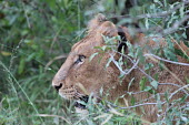 Lioness stalking from the cover of foliage cat,cats,feline,felidae,predator,carnivore,big cat,big cats,lions,apex,vertebrate,mammal,mammals,terrestrial,Africa,African,savanna,savannah,safari,profile,face,lioness,female,hunter,huntress,hunting,
